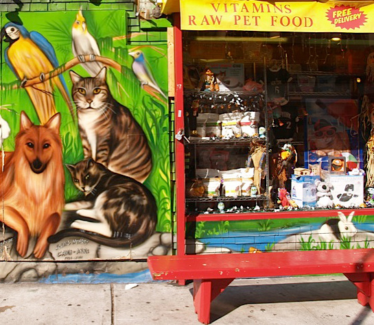 pet city store pet city store